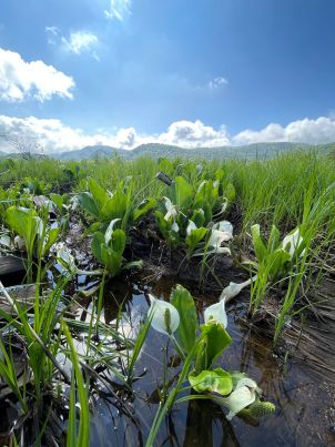 水芭蕉2