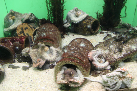 のとじま水族館の蛸