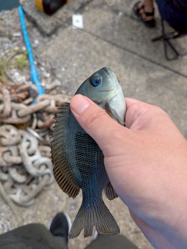 何だっけこの魚 何だっけこの魚