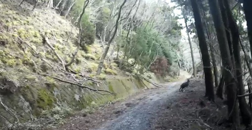 八丈島のキョン。分かるかなぁ、分かんないだろうなぁ
